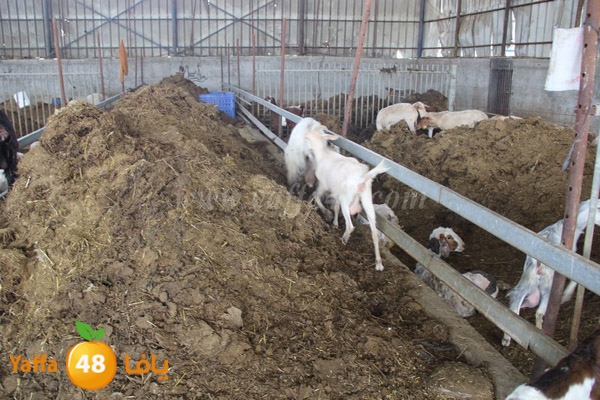 abo selmeiy 0528 (37).JPG